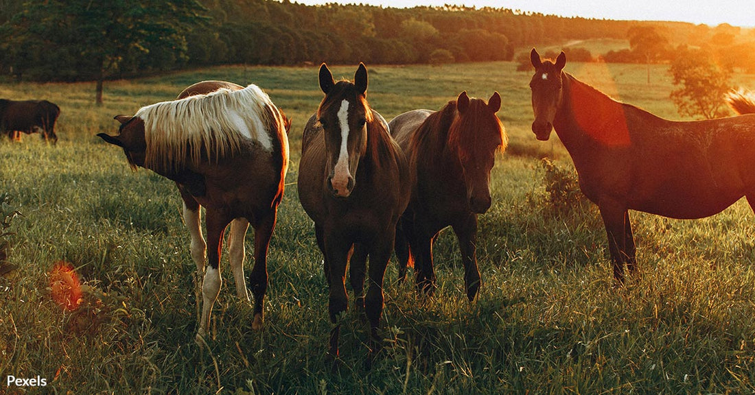 U.S. Lawmakers Push to End Inhumane Horse Slaughter