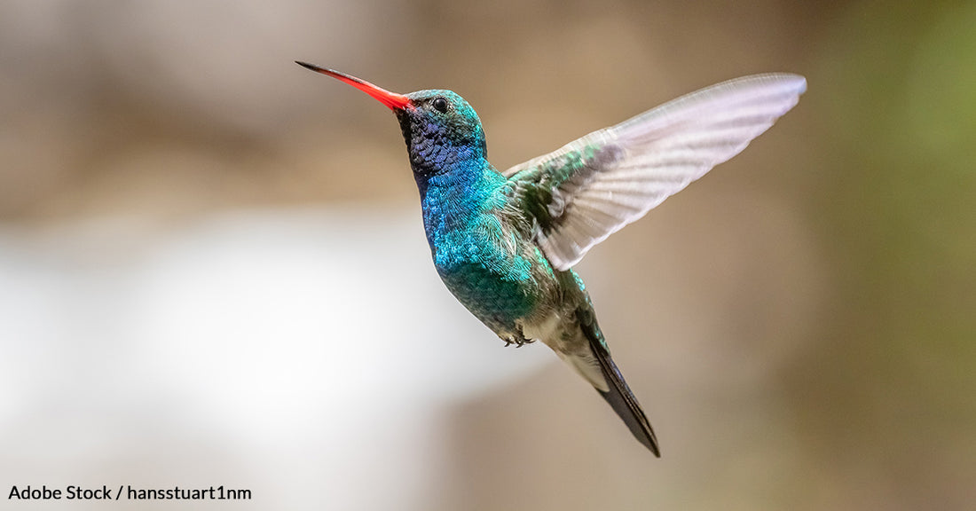 Here's How North American Hummingbirds Lose Habitat With Each Passing Summer