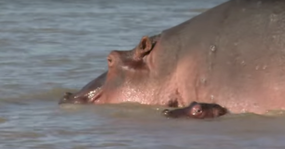 You Won't Believe How Hippos Birth Their Young -- I Had No Idea!