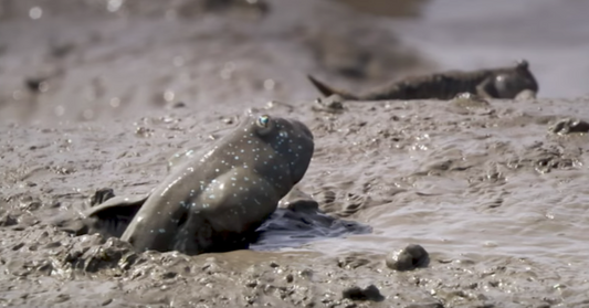 Mudskippers Look Incredibly Strange, But What They Eat Is Even Stranger