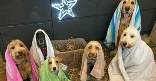 Groomer Gets Dogs To Pose Together For The Cutest Nativity Scene