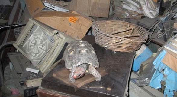 Family Finds Their Missing Turtle In The Storage Room 30 Years After She Vanished