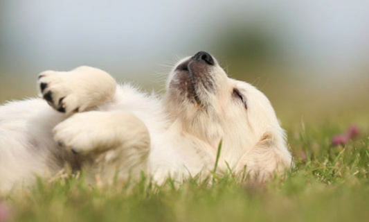 Why Dogs Twitch In Their Sleep