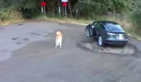 Woman Caught On Camera Abandoning Her 13-Year-Old Golden Retriever