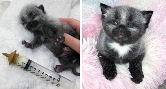 Tiny Kitten Found On The Side Of The Road Has An Unusual Coat