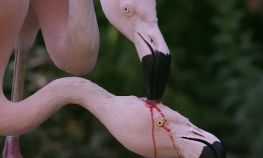 Video Of Flamingo Parents Feeding Their Chick Red Crop-Milk Goes Viral
