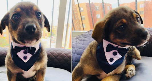 Puppy Dressed In Tuxedo Waits For Adoptive Owners Who Cancel Last Minute