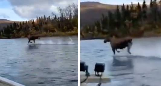 Moose Appears To Be Running On Water In Viral Video