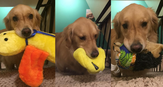 Therapy Dog Chooses A Different Stuffed Animal To Bring To Bed Each Night