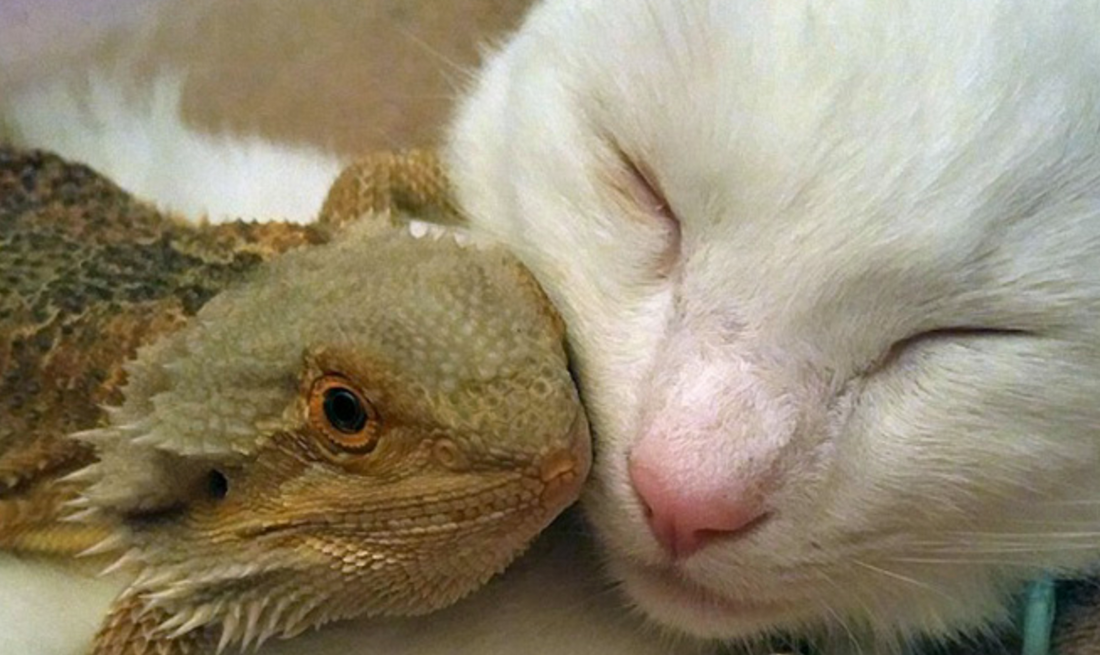 The Unlikely Friendship Between A House Cat And A Bearded Dragon