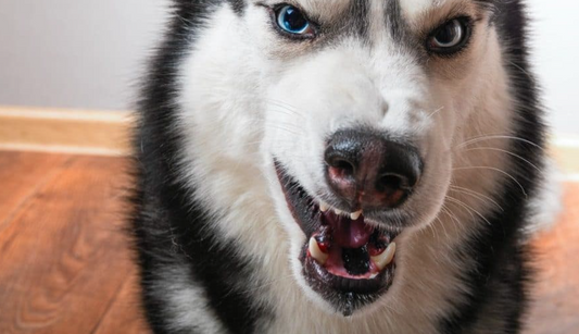 10 Things That Dogs Hate But Humans Keep Doing Them
