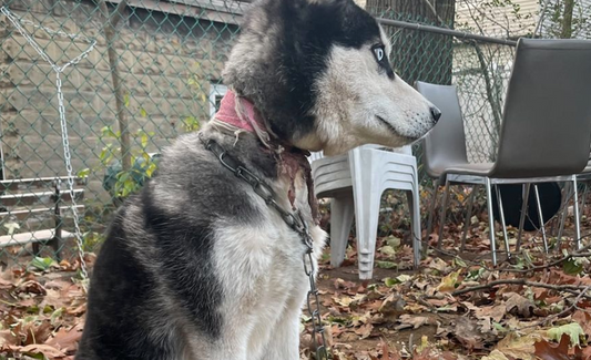 Couple Moves Out Of State And Leaves Their Dog Tied To A Fence
