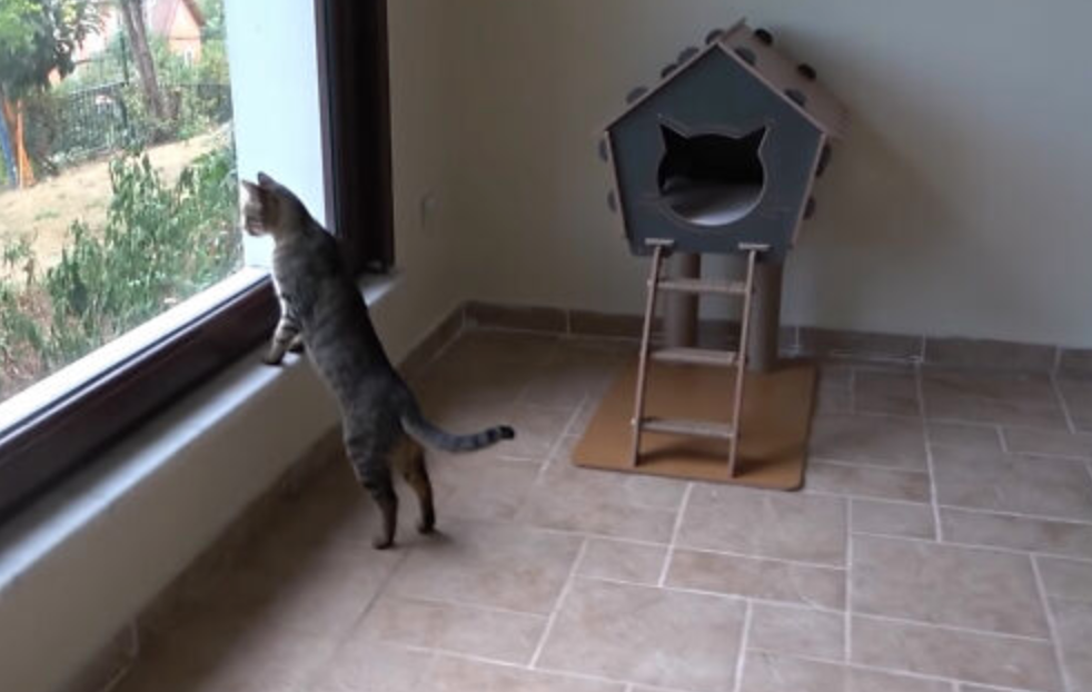 Outdoor Cats Explore The Inside Of A House For The First Time