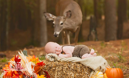 Deer Photobombs Newborn's Shoot And The Camera Keeps Rolling