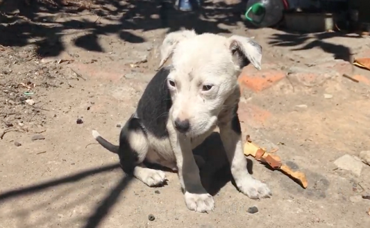 Vet Finds Sharp Bone Fragment Lodged In Neglected Puppy's Throat