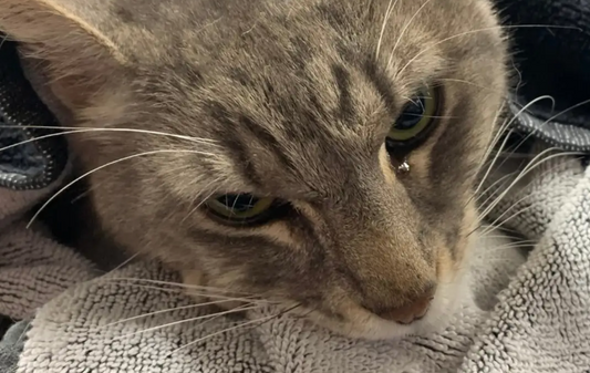 Cat Dies After Saving Family Members From Deadly Snake Bite