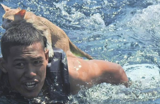 Thai Navy Officer Rescues Four Cats From A Sinking Boat