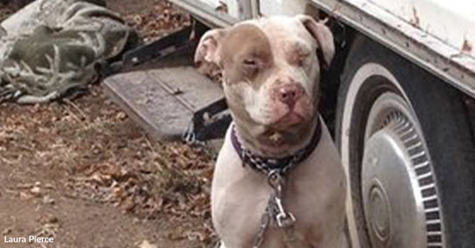 A brown-and-white pit bull sits outdoors beside a trailer wheel, wearing a collar and leash, with fallen leaves on the ground.