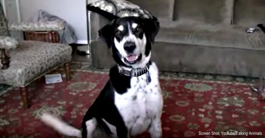 Dog Cannot Control His Excitement When His Dad Tells Him He Adopted A Kitten