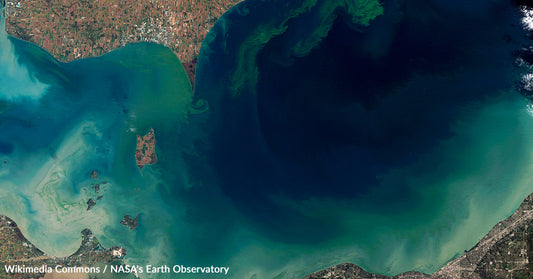 Devastating Rise of Toxic Algae Blooms: A Threat to Marine Ecosystems and Wildlife