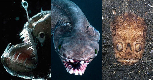Life at the Far Frontier: Why Are Deep Sea Creatures So Weird?