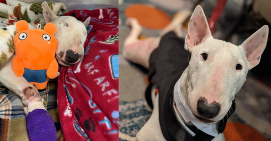 Bull Terrier Rescued From Abusive Owner, Finds Loving Home with an Officer Who Visited Him Often