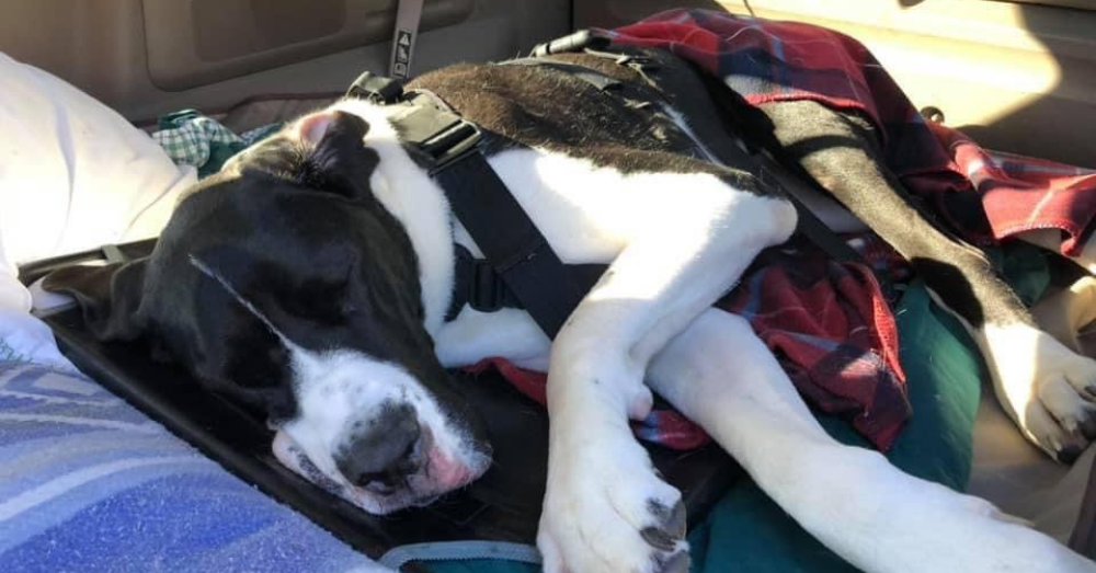 This Great Dane Rescue Was Given a Second Chance Thanks to His Forever Family