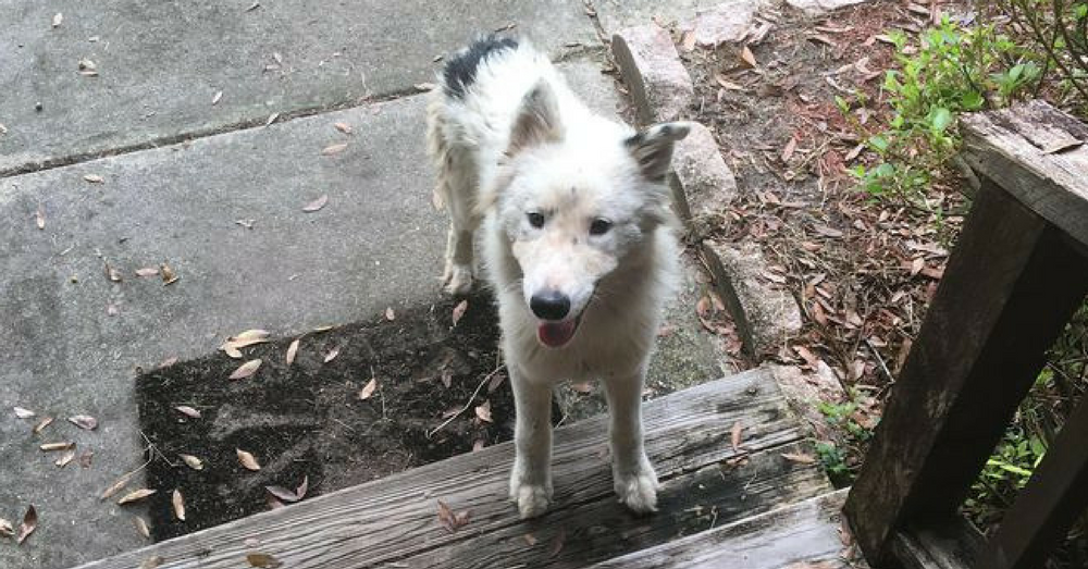 Abandoned Dog Roaming The Streets Sought Shelter From The Storm And Stumbled Upon Her Forever Home