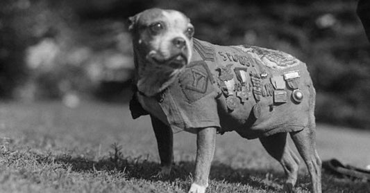 Hero Dogs of WWI