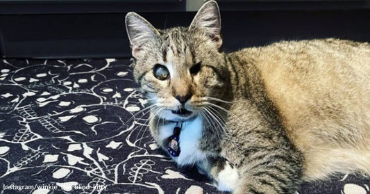 This Blind Cat Was Returned to the Shelter Twice. Now His Forever Family Calls Him a Blessing