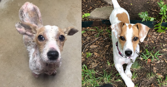Adoption Angel' Drives 120 Miles Every Other Day to Give Puppy with Mange a Medicated Bath