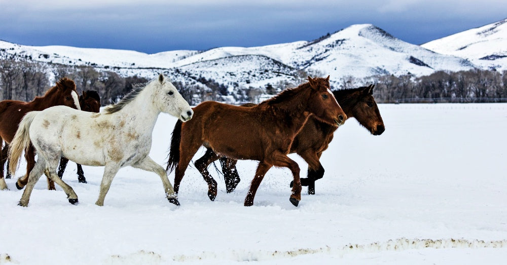 Winter Activities To Do With Your Horse