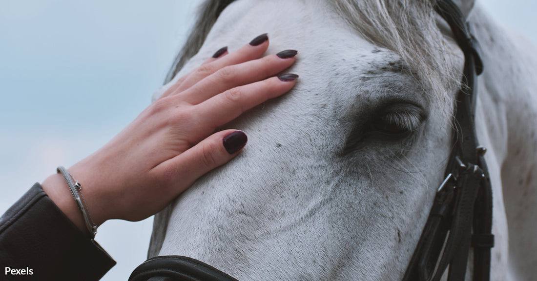 Celebrating the Beauty and Resilience of Horses on National Horse Protection Day