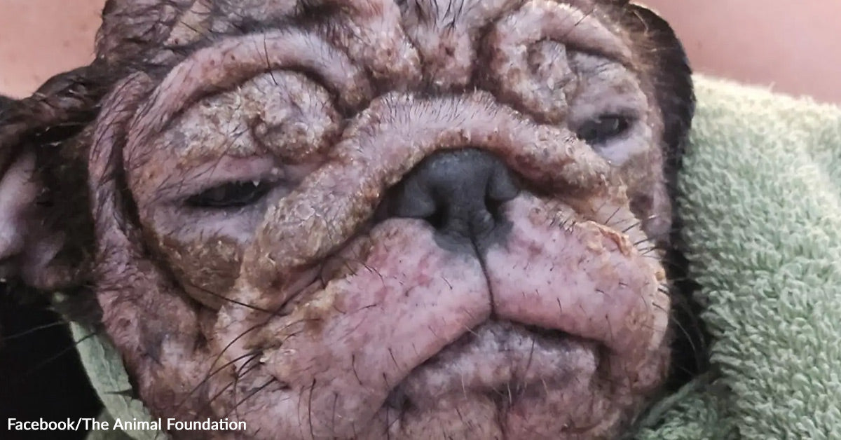 Pup With Cracked Pink Skin Defies The Odds And Blossoms Into Pure Happiness | GreaterGood