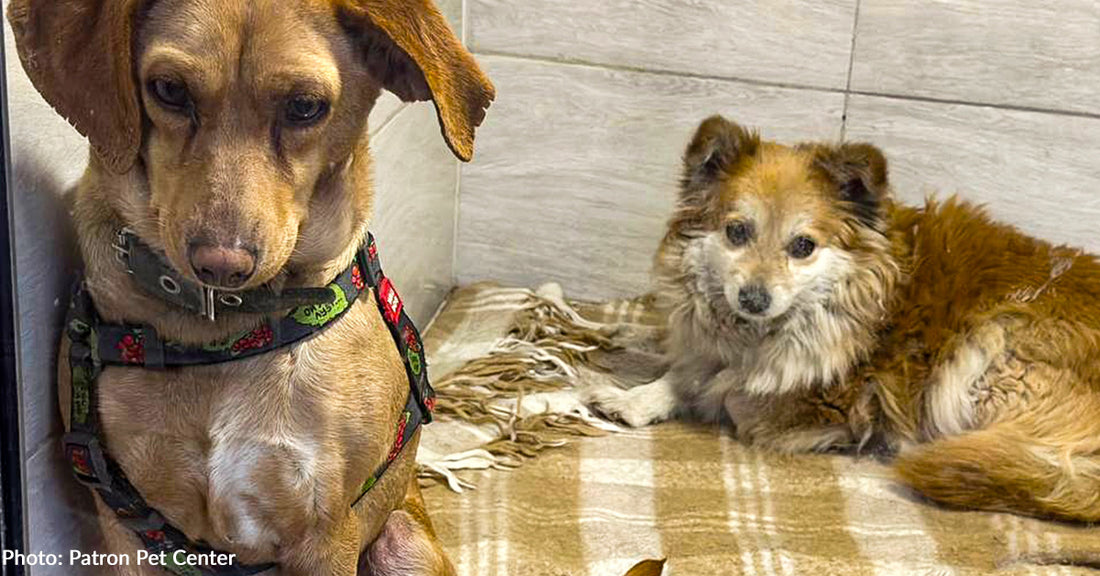 Terrified Dogs Rescued From Ukraine War Zone Get Second Chance, Thanks To Your Support