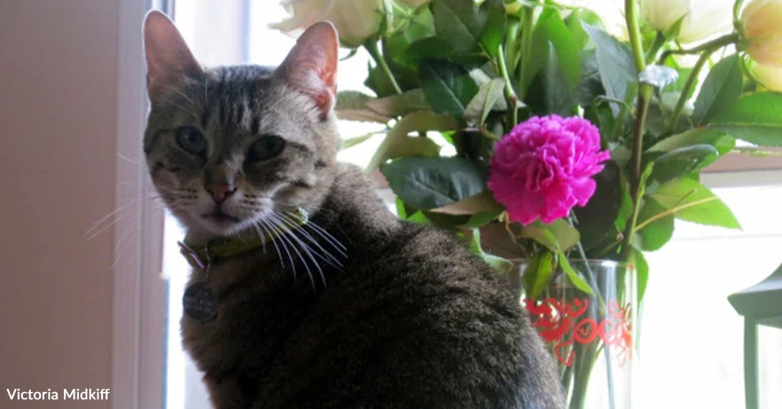 A brown tabby cat sits on a windowsill next to a glass vase filled with roses and carnations, lit by natural daylight.