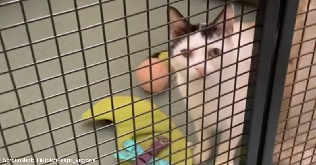 Australian Animal Shelter Throws "Pity" Party For Adult Cats To Help Them Find Loving Homes