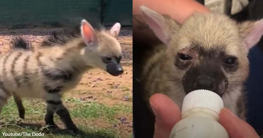 Foster Mom Receives Gratitude From Her Baby Aardwolf as It Takes a Step Into the Wild