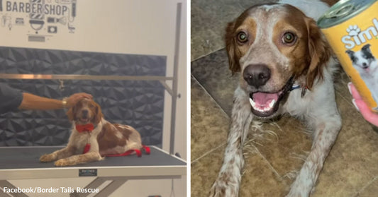 Brown-and-white dog lies calmly on a grooming table with a red bow tie, paired with a close-up of the same dog smiling beside a can of dog treats.
