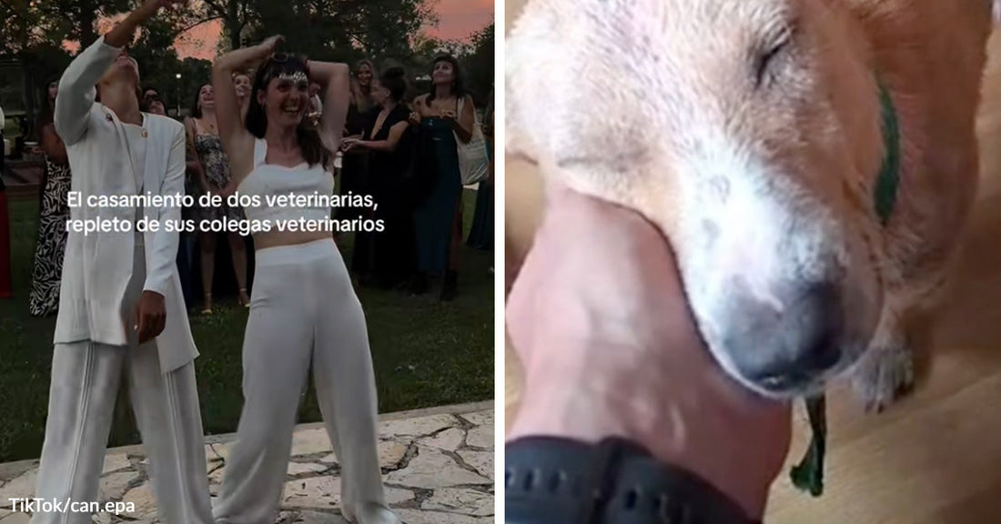 Two people in white outfits celebrate outdoors at a wedding while guests watch behind them, with Spanish text over the image.   Close-up of a tan-and-white dog resting its face against a person’s hand indoors.