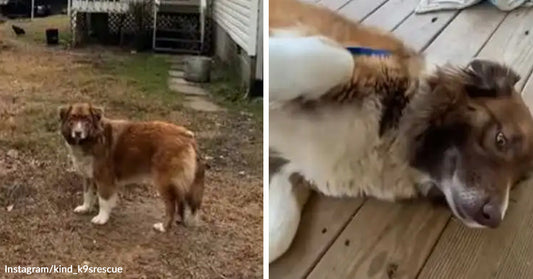 Brown-and-white dog standing alone in a yard near a house, looking back toward the camera. Brown-and-white dog lying on a wooden deck while a person brushes or pets its thick fur.