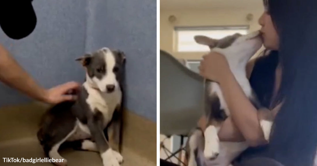 Split image showing a timid gray-and-white puppy sitting in a corner on the left and the same puppy being held and kissed by a woman on the right.