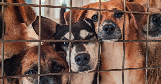 Several small dogs press together behind a wire cage, looking out through the bars.