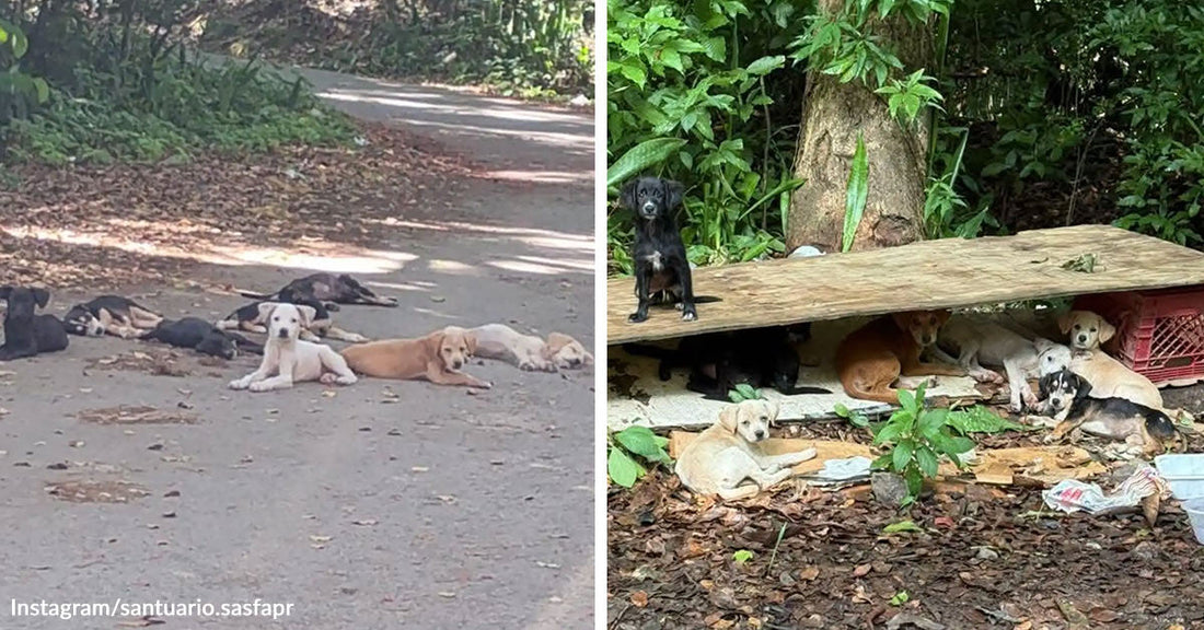 Split image of a group of abandoned puppies resting on a road and then huddling together under a makeshift wooden shelter in a wooded area.