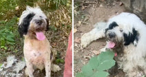 Black-and-white shaggy dog sits panting in brush after rescue, then lies on the ground outdoors looking up.