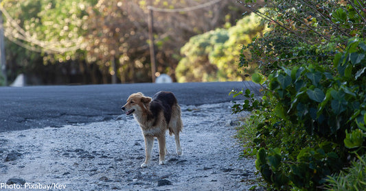 Thousands Of Pets Abandoned In France, Even Along Highways, As People Head On Summer Vacation