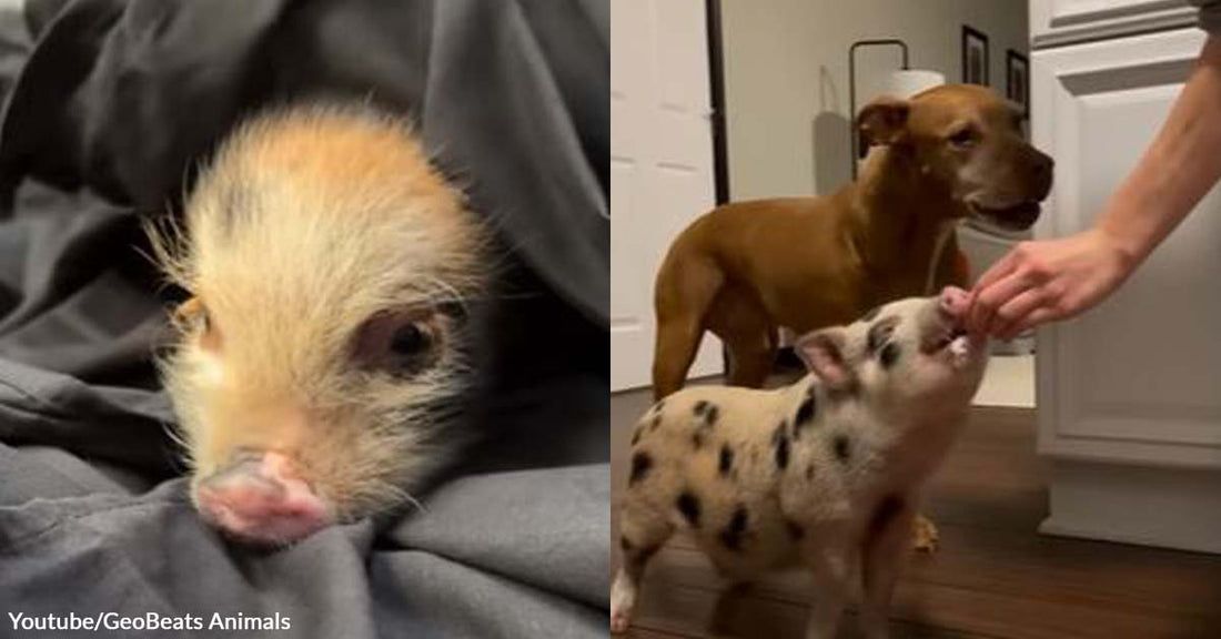 A Piglet Was Abandoned in the Woods Until This Woman Took Her in and Gave Her a New Family