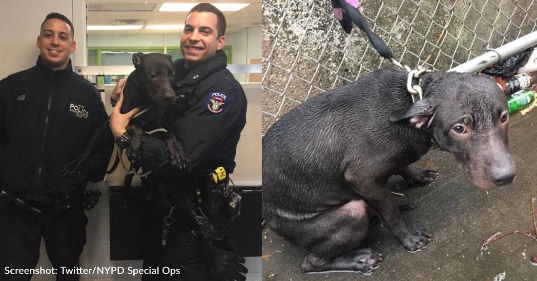 Cop Adopts Pit Bull That He Rescued