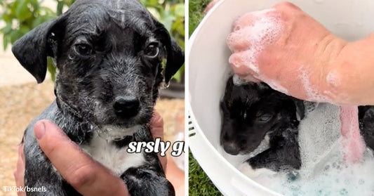 Wet black puppy being held up in someone’s hands outdoors. Small black puppy sitting in a basin of soapy water while a person gives it a bath.
