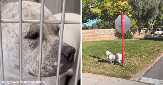White dog standing beside a red signpost on a grassy street corner in a neighborhood.